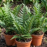 Set of 3 or 6 Scaly Male Fern Dryopteris Cristata Plants, Hardy Evergreen Perennial, 1 Litre Root-Ball