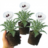 Set of 3 or 6 Papaver Orientale Royal Wedding Poppy Plants, Hardy Perennial, Outdoor Garden Ready, 1 Litre Root-Ball