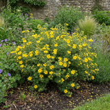 1 Potentilla Goldfinger Hardy Yellow Flowering Shrub, Bee Friendly Garden Plant, 2 Litre Root Ball