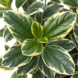 1 Ceanothus Cool Blue Plant, Hardy Blue Flowering Evergreen Shrub, California Lilac, 3 Litre Root Ball