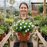1 Vinca Minor Gertrude Jekyll Plant, Hardy Evergreen Periwinkle Ground Cover, 17cm Root-Ball
