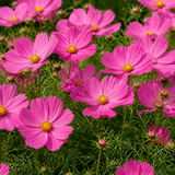 Set of 3 or 6 Large Plants - Cosmos Apollo Pink, Ready to Plant in Your Garden, Peat-Free