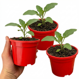 Set of 3 or 6 Large Plants - Grow Your Own Aubergine Galine, Outdoor Garden Ready