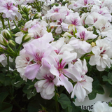 Geranium Trailing Blanche Roche