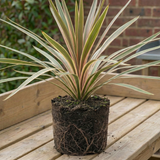 1 Large Plant - Cordyline Eurostripe, Ready to Plant in Your Garden, 3L Rootball