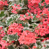 Set of 3 or 6 Large Plants - Geranium Pelgardini Frank Headly, Ready to Plant in Your Garden