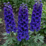 Set of 3 or 6 Delphinium Pacific Giants Black Knight Hardy Perennial Plants, Tall Cottage Garden Flowers, Outdoor Garden Ready, 1 Litre Root-Ball