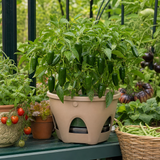 1 Jalapeno Chilli Pepper Plant, Garden Ready, Grow Your Own Hot Peppers, 2 Litre Root Ball