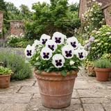 3 Pansy White with Blotch Plants, Hardy Spring & Autumn Flowering Bedding, 3 Litre Root Ball