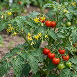 Set of 3 or 6 Grafted Previa Tomato Plants, Premium Disease Resistant High Yield Vegetable Plants, Ready to Plant, 1L Root Ball