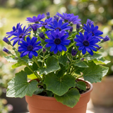1 Senetti Kobalt Blue Flowering Plant, Large Summer Bedding, Outdoor Garden Ready, 6.5L Root-Ball