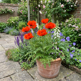 Set of 3 or 6 Papaver Orientale Brilliant Red Poppy Plants, Hardy Perennial, Outdoor Garden Ready, 1 Litre Root-Ball