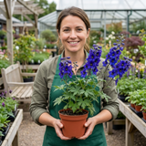Set of 3 or 6 Delphinium Dark Blue Black Bee Tall Hardy Perennial Plants, Summer Flowering Border Plants, Outdoor Garden Ready, 1 Litre Root-Ball