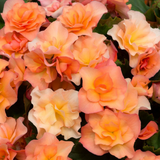 1 Begonia Solenia Apricot Plant, Summer Flowering, Outdoor Garden Ready, 17cm Root-Ball