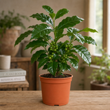 Coffea Arabica Coffee Plant, Indoor Houseplant, 12cm 1 Litre Pots