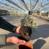 Mini Olive Bush