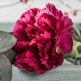 Carnation Oscar