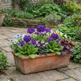 Set of 3 or 6 Primula Little Queen Violet Hardy Perennial Plants, Bee Friendly Spring Flowering, Outdoor Garden Ready, 1 Litre Root-Ball