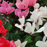Cyclamen Flame Dark Red 10.5cm