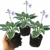 Set of 3 or 6 Large Hosta Plants - Francee Plantain Lily, Ready to Plant in Your Garden, 1L