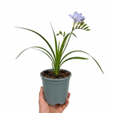 1 Freesia Delta River Hardy Perennial Plant, Fragrant Scented Summer Flowers, Garden Ready, 2L Root Ball