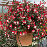 Fuchsia Diva Cherry and White