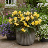 1 Large Plant - Begonia Non Stop Mocca Yellow, Outdoor Garden Ready, 5L Pot