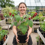 1 Raspberry Glem Ample Summer Fruiting Plant, Hardy Fruit Bush, Garden Ready, 17cm Root-Ball