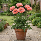 1 Papaver Orientale Waltzing Mathilde, Summer Flowering Hardy Perennial Poppy Plant, 3 Litre Root Ball