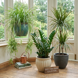 3 Easy Care Houseplants Collection - Spider Plant, ZZ Plant & Dracaena Marginata, 1 Litre Root Ball