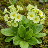 Set of 3 or 6 Primula Little Queen Lime Hardy Perennial Plants, Bee Friendly Spring Flowering, Outdoor Cottage Garden Ready, 1 Litre Root-Ball
