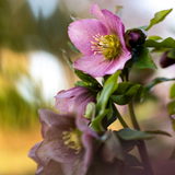 Hellebore Frostkiss Cheryl's Shine
