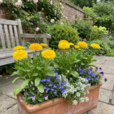 Set of 3 or 6 Garden Ready Plants – Calendula ‘Fiesta Yellow’, Ready to Plant