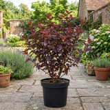 1 Physocarpus Sweet Cherry Tea Ninebark Plant, Hardy Deciduous Flowering Shrub, 3 Litre Root-Ball