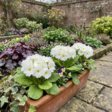 Set of 3 or 6 Primrose Queen White Hardy Perennial Plants, Spring Flowering, Outdoor Garden Ready, 1 Litre Root-Ball