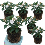 Set of 3 or 6 Viburnum Tinus Gwenllian Hardy Evergreen Flowering Shrub Plants, Winter Flowering Hedge, Outdoor Garden Ready, 11cm Root-Ball
