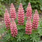 Set of 3 or 6 Lupin Legendary Rose Hardy Perennial Plants, Summer Flowering Cottage Garden Plants, Outdoor Garden Ready, 1 Litre Root-Ball