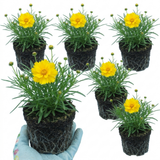 Set of 3 or 6 Coreopsis Early Sunrise Hardy Perennial Plants, Yellow Summer Flowers, Pollinator Friendly, 1 Litre Root Ball