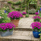 1 Large Bedding Plant - Senetti Magenta, Outdoor Garden Ready, 2L Pot