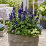 1 Large Plant - Salvia Sangoons Black & Bloom, Ready to Plant in Your Garden, 5L