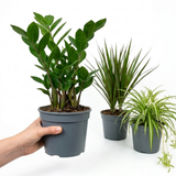 3 Easy Care Houseplants Collection - Spider Plant, ZZ Plant & Dracaena Marginata, 1 Litre Root Ball