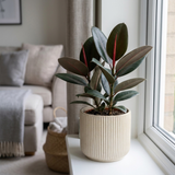 1 Ficus Abidjan Rubber Plant, Large Tropical Indoor Houseplant, 5 Litre Root Ball
