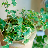 Ivy Growers Selection