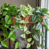 3 Trailing Pothos Live Indoor Plants, Epipremnum & Scindapsus Houseplant Collection, 1Ltr Root-Ball