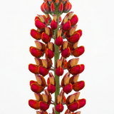 1 Lupin Gladiator Hardy Perennial Plant, Bee Friendly Summer Flowering, Outdoor Garden Ready, 19cm Root-Ball