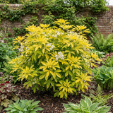 1 Choisya Aztec Gold Plant, Hardy Evergreen Mexican Orange Blossom Shrub, 3 Litre Root Ball