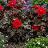 1 Large Plant - Begonia Non Stop Mocca Scarlet, Outdoor Garden Ready, 5L Pot