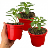 Set of 3 or 6 Large Sweet Pepper Plants - Astor Variety, Ready to Plant in Your Garden