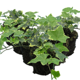 Hedera Helix Gold Variegated