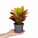 Croton Petra Joseph's Coat Variegated Houseplant, 12cm Pots